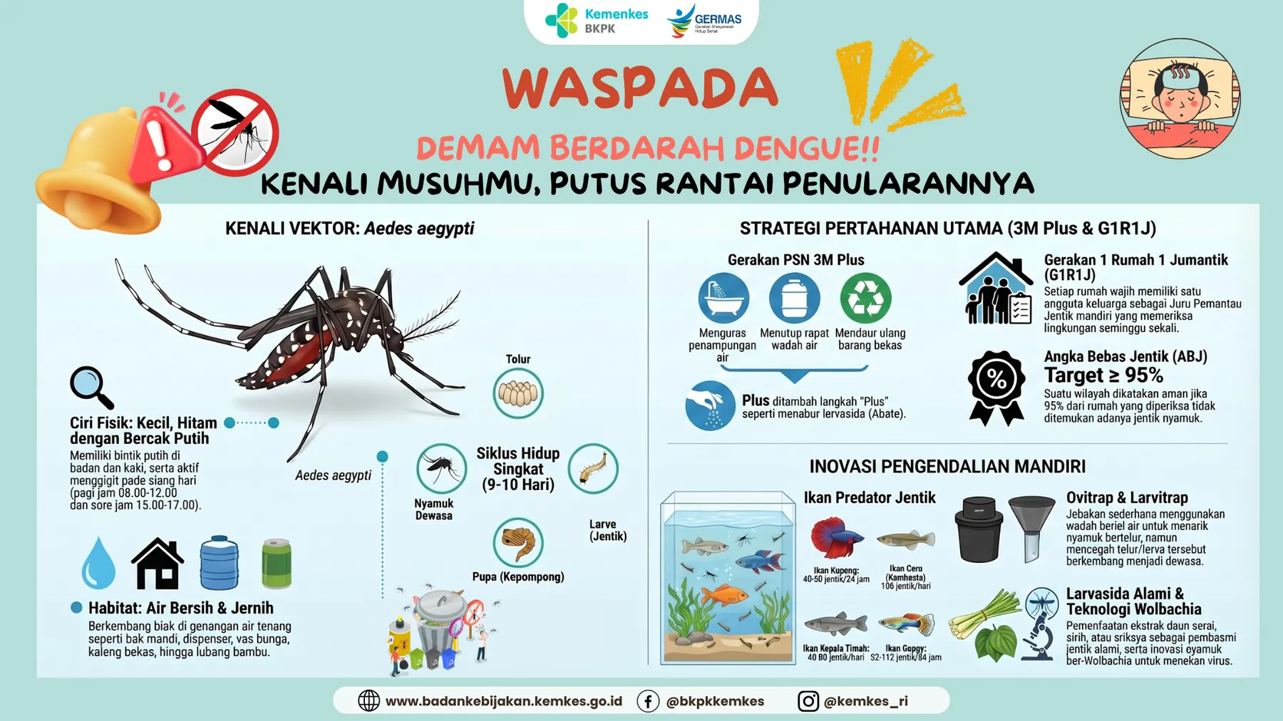 Infografis lanskap berisi anatomi nyamuk Aedes aegypti, siklus hidupnya, gerakan 3M Plus, target angka bebas jentik, dan ikan predator jentik.